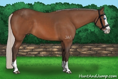 Horse Color:Silver Bay Splash 