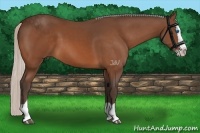 Horse Color:Silver Bay Splash 