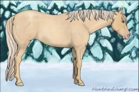 Horse Color:Gold Cream Champagne Roan 