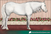 Horse Color:Gold Cream Champagne Roan Pearl Dun 