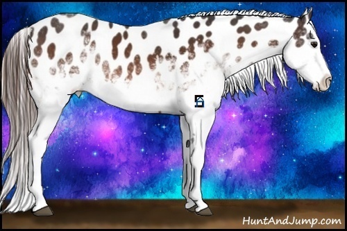 Horse Color:White Spotted Bay Appaloosa 