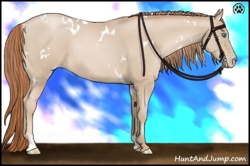 Horse Color:White Spotted Smoky Black Pearl Sabino Rabicano 