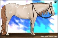 Horse Color:White Spotted Smoky Black Pearl Sabino Rabicano 