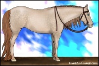 Horse Color:Buckskin Pearl 