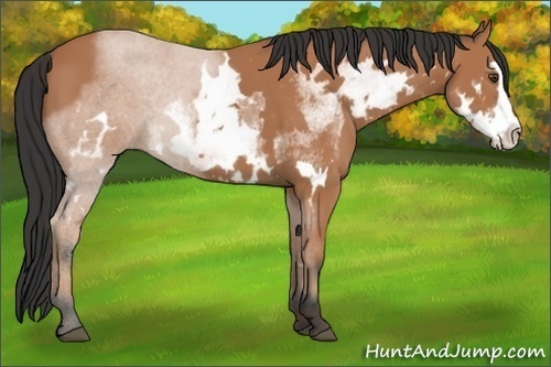 Horse Color:White Spotted Bay Splash Frame
