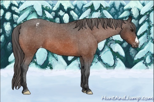 Horse Color:Bay Appaloosa 
