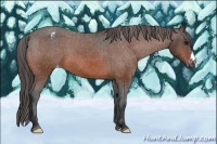 Horse Color:Bay Appaloosa 