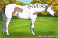 Horse Color:Classic Champagne Splash Tobiano Frame Rabicano 