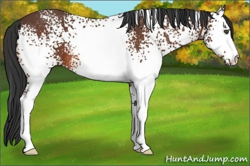 Horse Color:White Spotted Bay 