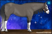 Horse Color:Grullo Splash 
