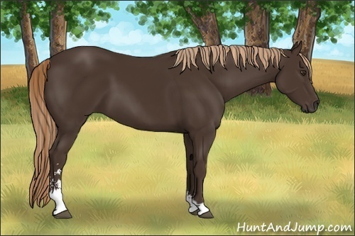 Horse Color:Liver Chestnut Sabino