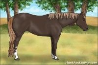 Horse Color:Liver Chestnut Sabino 