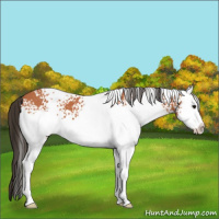 Horse Color:White Spotted Bay Splash