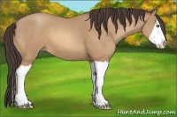 Horse Color:Amber Champagne Splash 