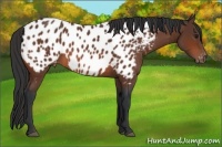 Horse Color:Bay Appaloosa 