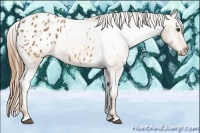 Horse Color:Chestnut Appaloosa 