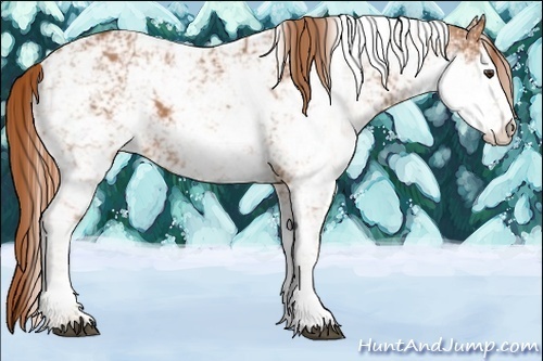 Horse Color:Chestnut Sabino