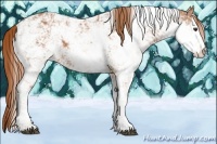 Horse Color:Chestnut Sabino