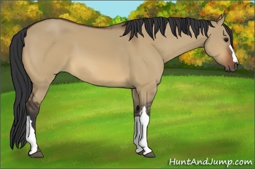 Horse Color:Bay Dun
