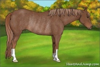 Horse Color:Chestnut Rabicano 