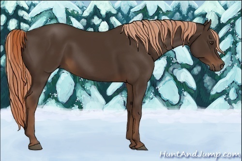 Horse Color:Liver Chestnut 