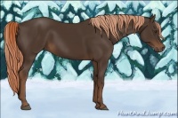 Horse Color:Liver Chestnut 