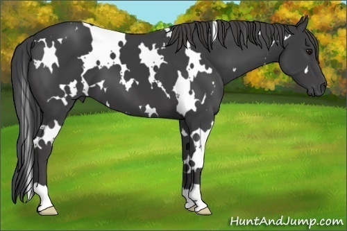 Horse Color:White Spotted Smoky Black 