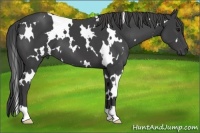 Horse Color:White Spotted Smoky Black 