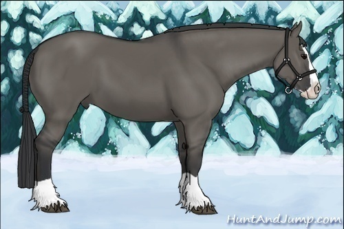 Horse Color:Grullo Splash 
