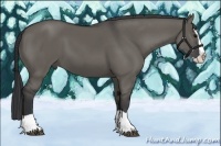Horse Color:Grullo Splash 