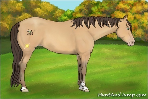 Horse Color:Amber Champagne Sabino 