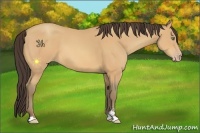 Horse Color:Amber Champagne Sabino