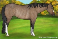 Horse Color:Bay Dun Rabicano 