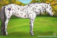 Horse Color:Bay Appaloosa