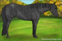Horse Color:Black  Brindle