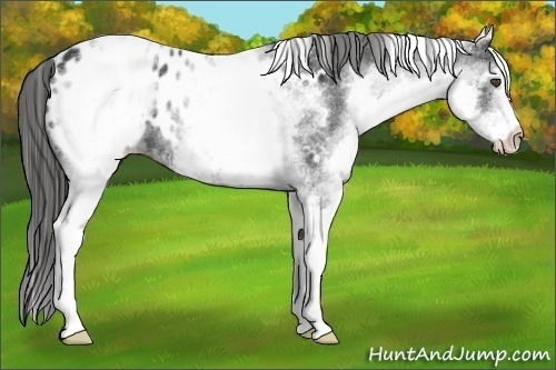 Horse Color:White Spotted Black Appaloosa 