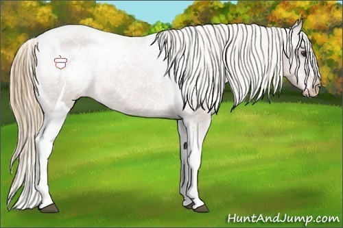 Horse Color:Chestnut Tobiano Appaloosa