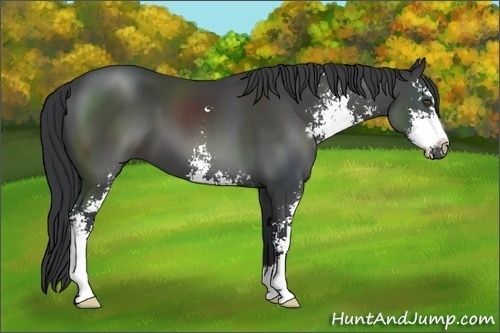 Horse Color:Black Sabino 