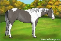 Horse Color:Grullo Splash Tobiano Frame Rabicano