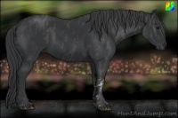 Horse Color:Black  Brindle