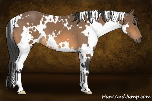 Horse Color:White Spotted Buckskin 