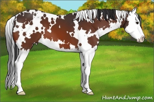 Horse Color:White Spotted Bay Splash 