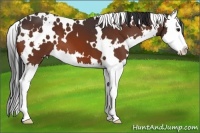 Horse Color:White Spotted Bay Splash
