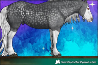 Horse Color:Silver Black Chinchilla Splash