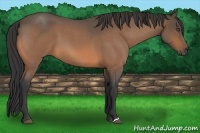 Horse Color:Buckskin Roan