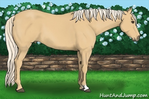 Horse Color:Palomino 