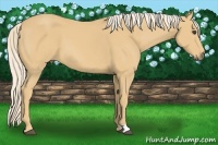 Horse Color:Palomino