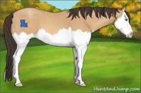 Horse Color:Amber Champagne Splash 