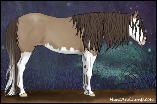 Horse Color:Classic Champagne Sabino Splash