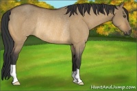 Horse Color:Buckskin Dun Rabicano
